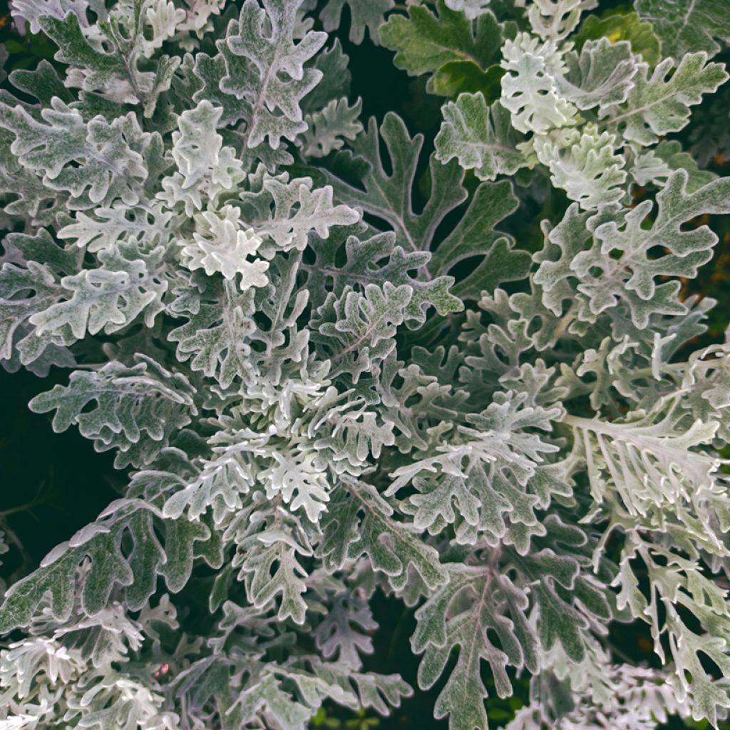 Graines de Cinéraire maritime Silver Dust - Senecio cineraria 