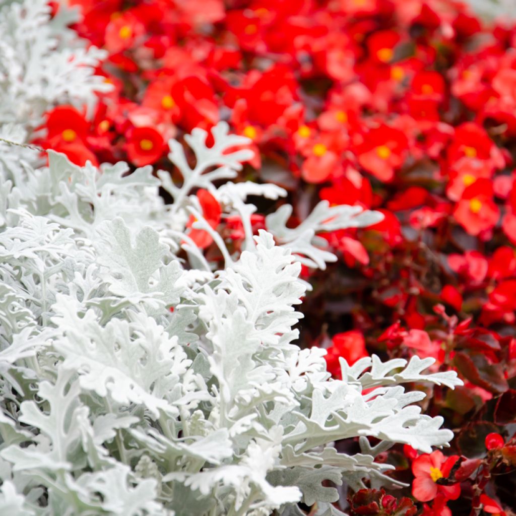 Graines de Cinéraire maritime Silver Dust - Senecio cineraria 
