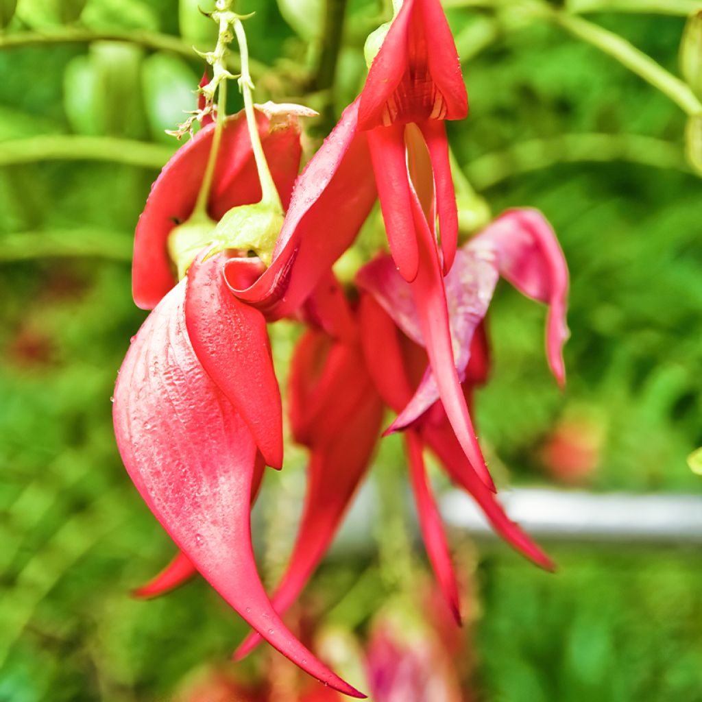 Graines de Clianthus puniceus