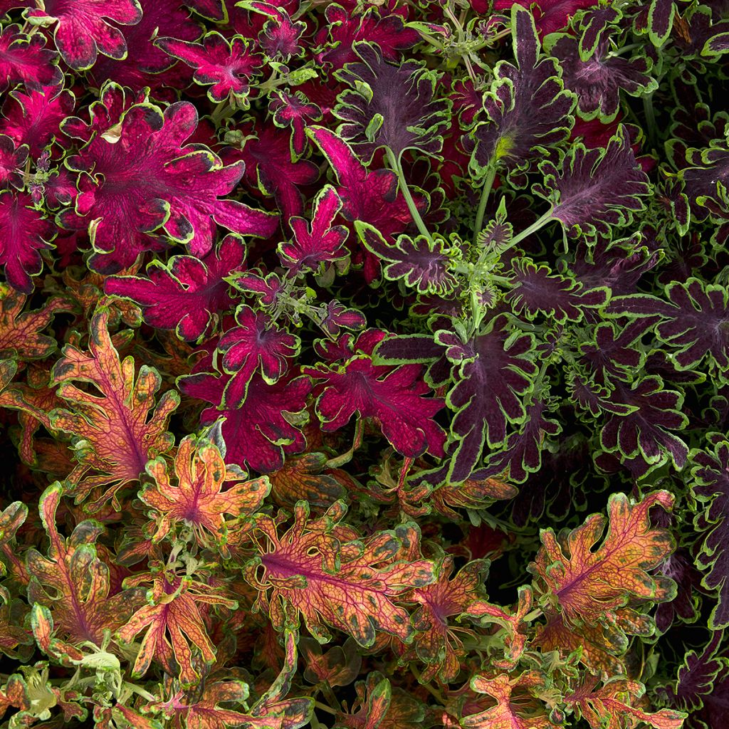 Graines de Coléus Colocha Mix - Solenostemon scutellaroides