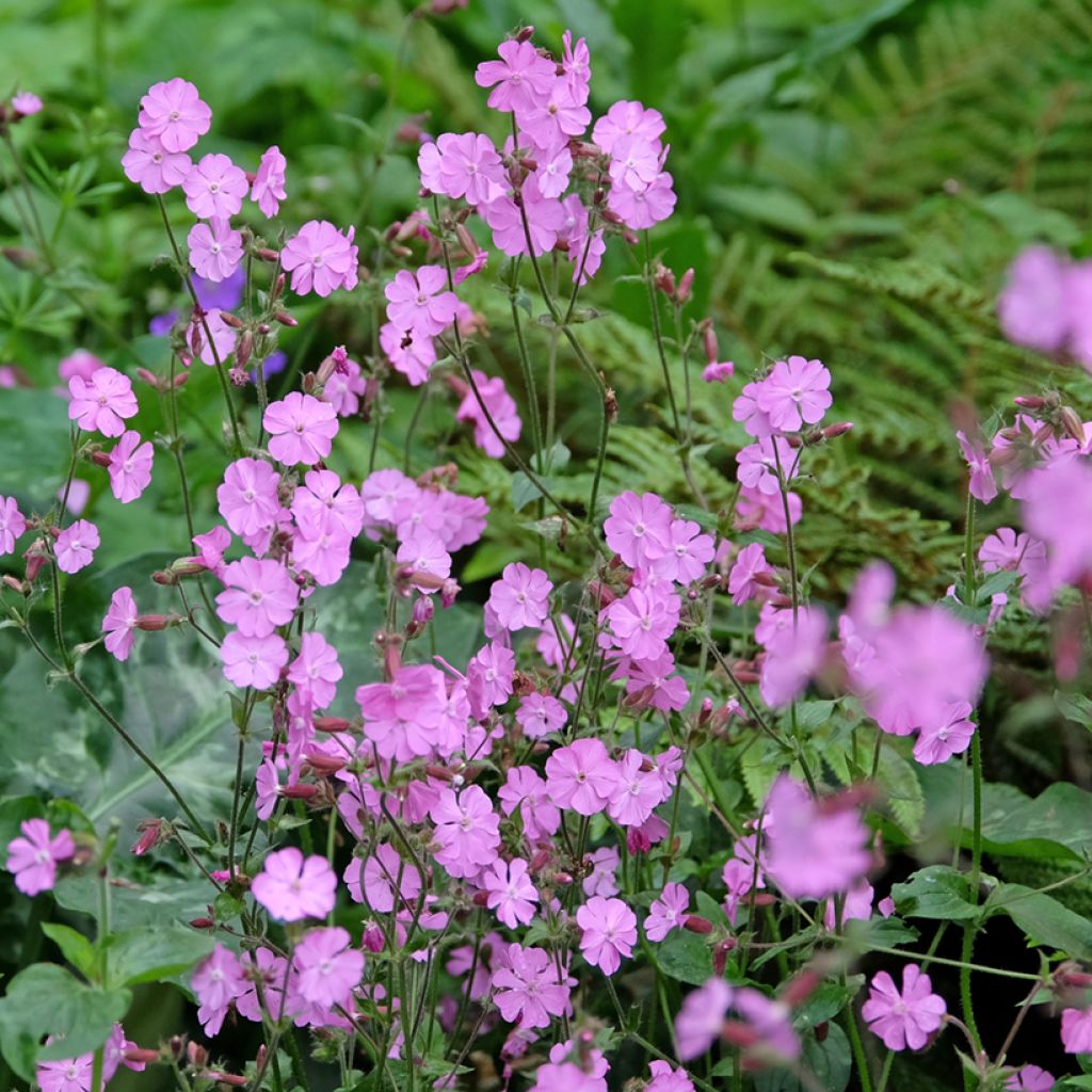 Graines de Compagnon rouge et blanc - Silene dioica, Silene latifolia Alba