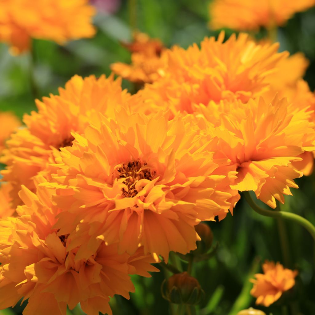 Graines de Coreopsis Early Sunrise