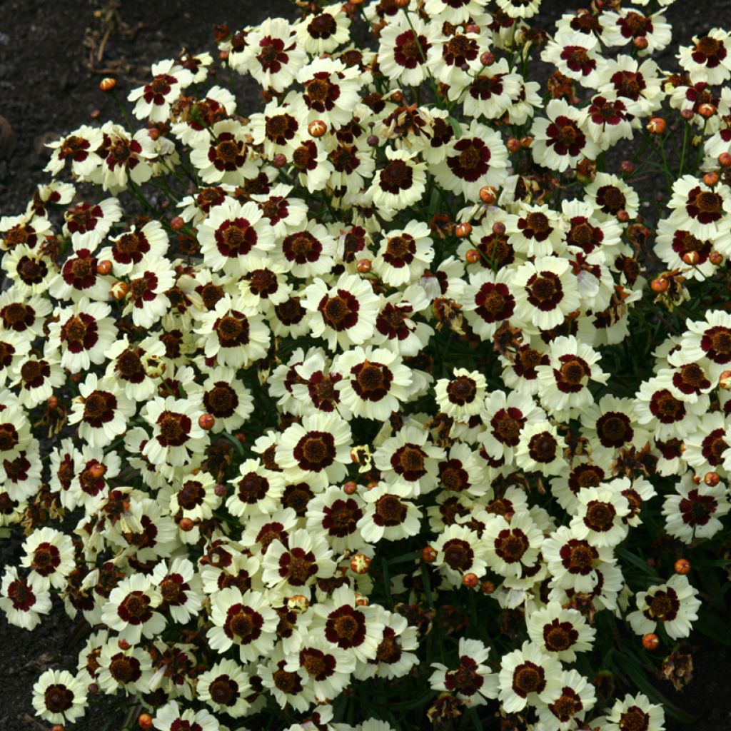 Graines de Coréopsis annuel Corusco Cream-Red - Coreopsis tinctoria