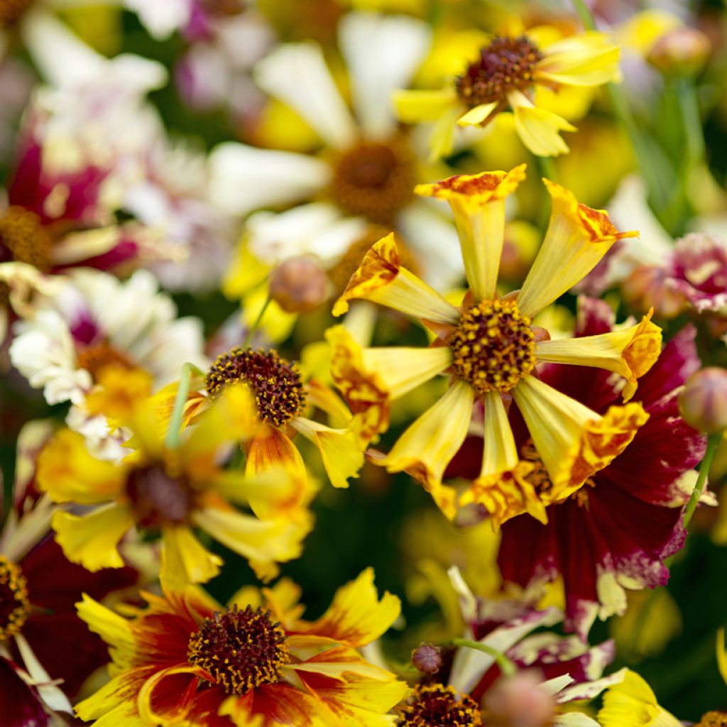 Graines de Coréopsis annuel Incredible Sea Shells Mix - Coreopsis x tinctoria