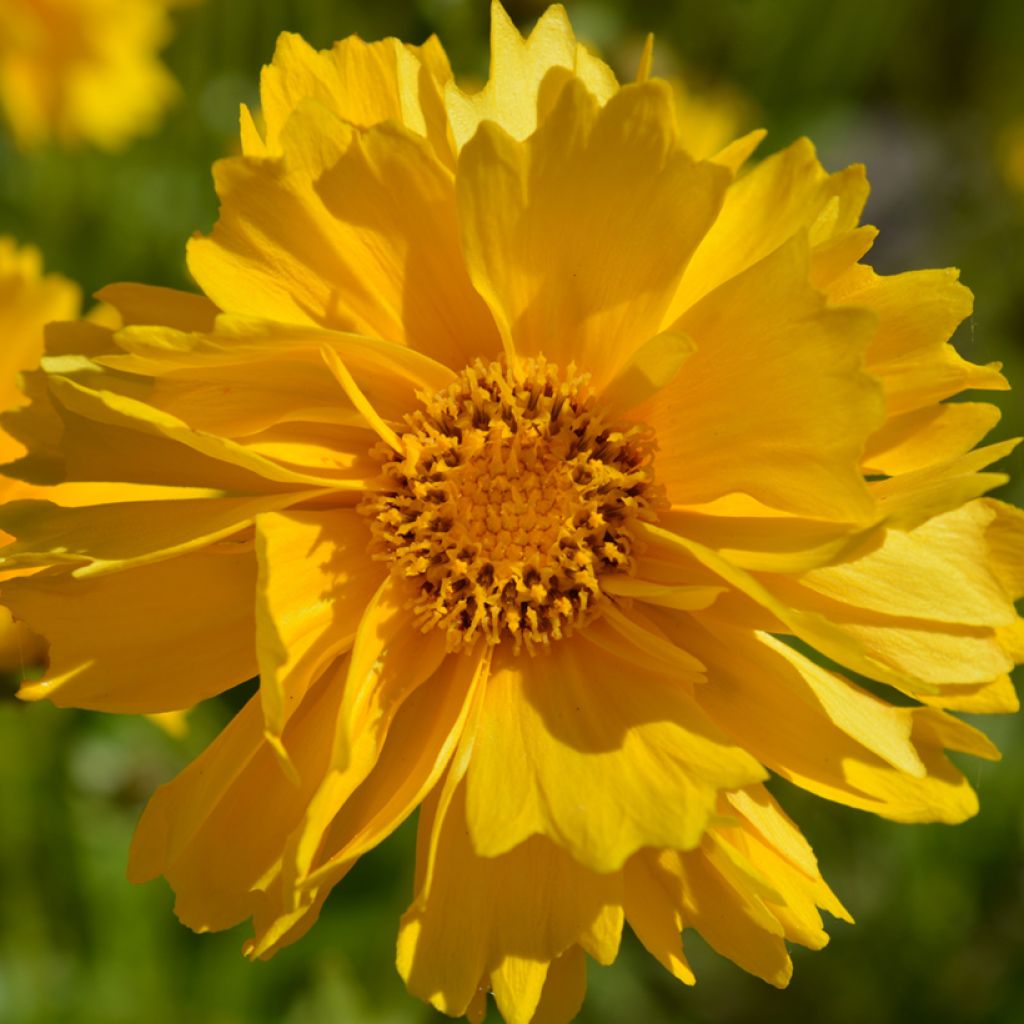 Graines de Coréopsis vivace Presto - Coreopsis grandiflora