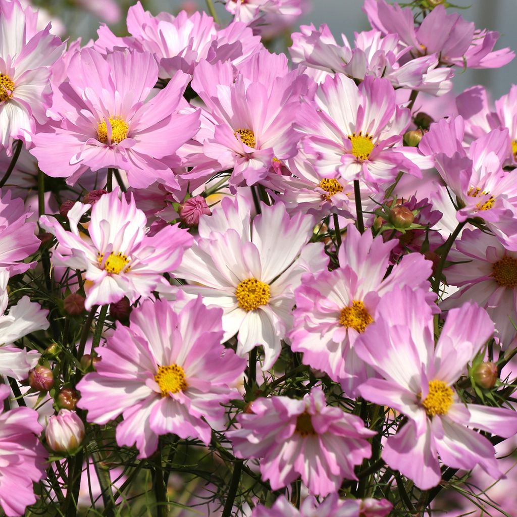 Graines de Cosmos Colletta Pink-White