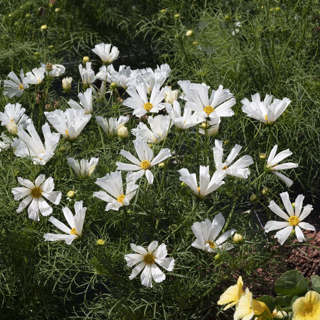 Graines de Cosmos nain Pinwheel White