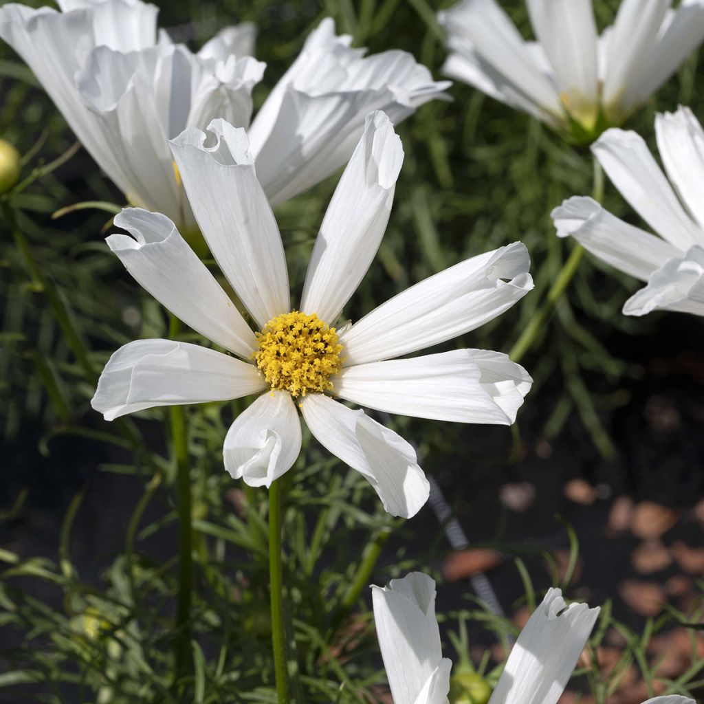 Graines de Cosmos nain Pinwheel White
