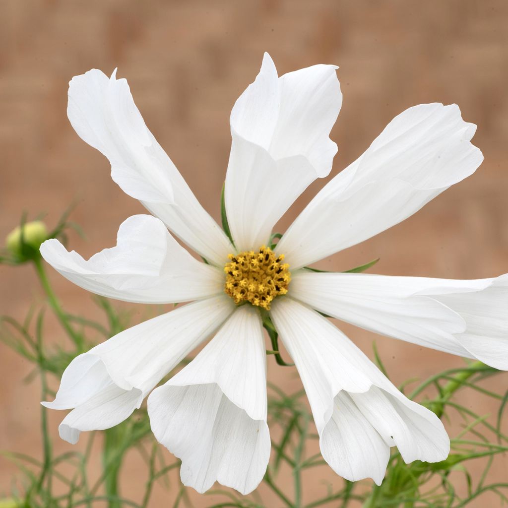 Graines de Cosmos nain Pinwheel White