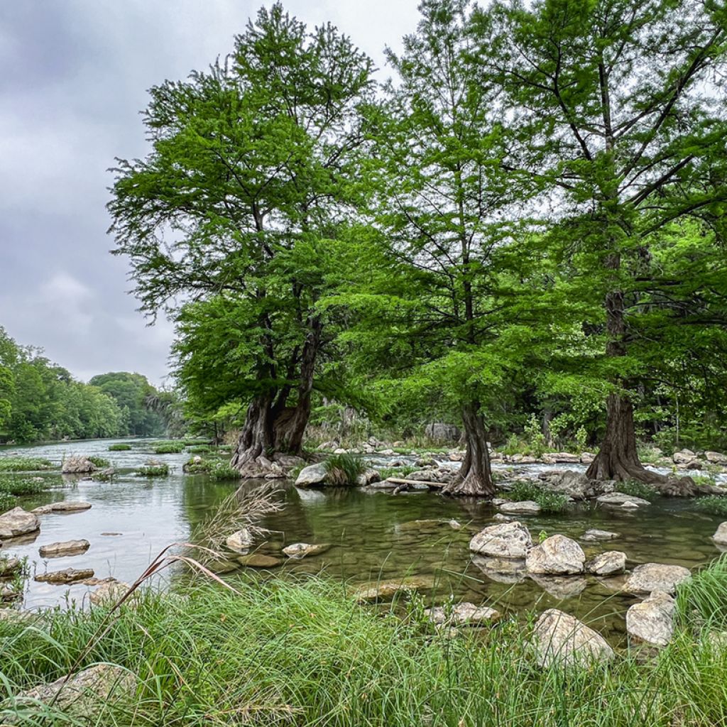 Taxodium distichum em sementes