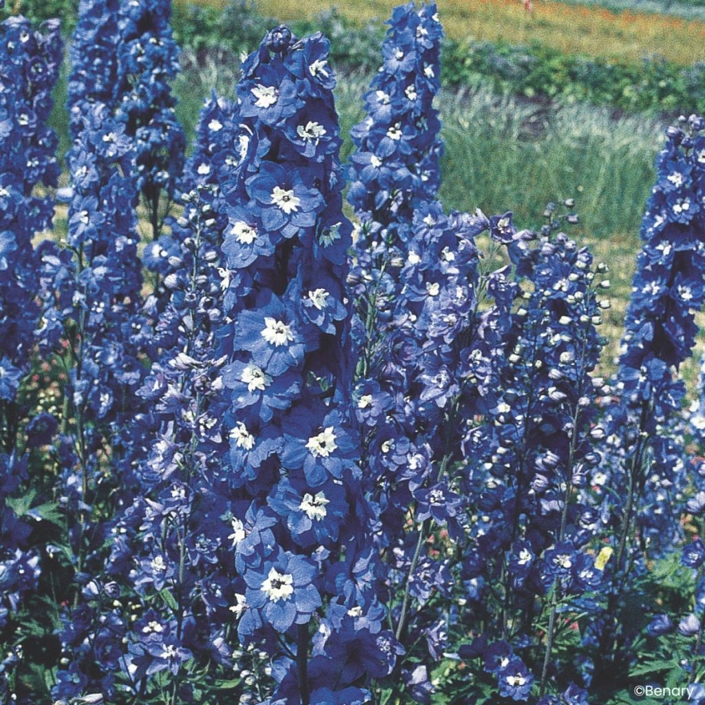 Graines de Delphinium Pacific Giants Blue Bird - Pied d'Alouette vivace