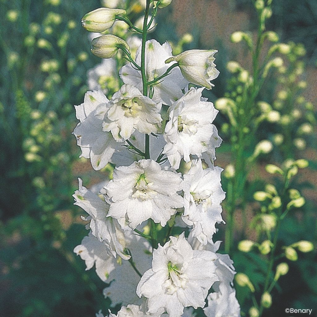 Graines de Delphinium Pacific Giants Galahad - Pied d'Alouette vivace