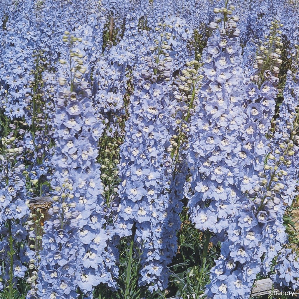 Graines de Delphinium Pacific Giants Summer Skies - Pied d'Alouette vivace