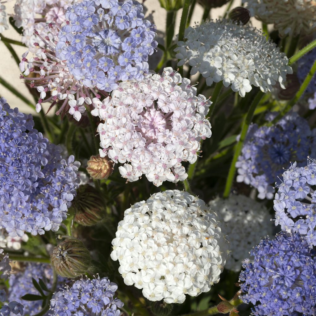 Trachymene coerulea Lace Heavenly Umbels em sementes