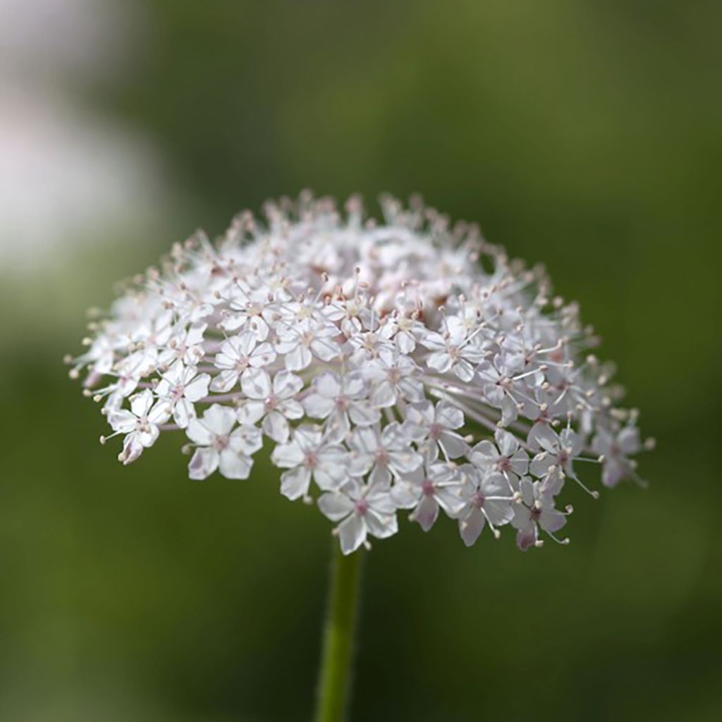 Graines de Didiscus caeruleus Lace Pink - Trachymène