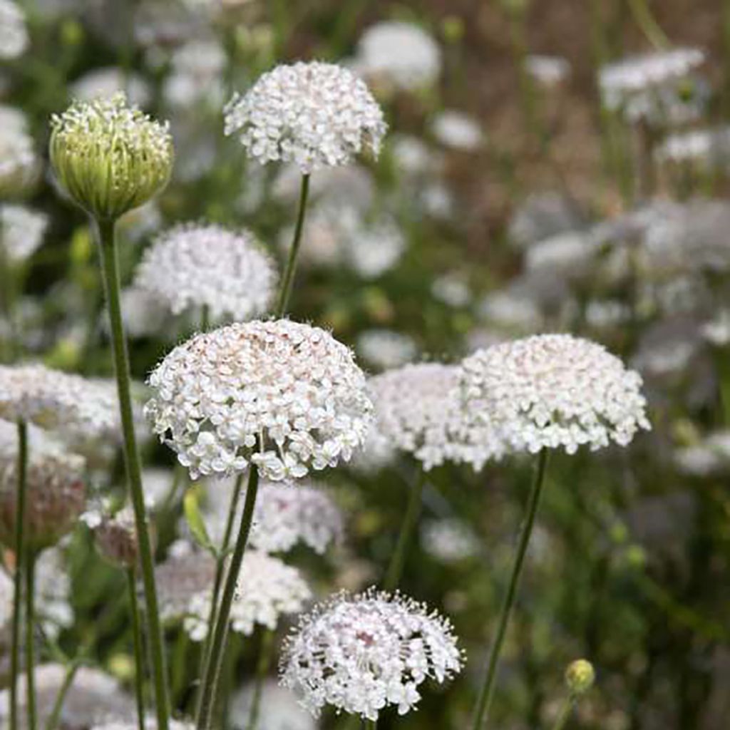 Graines de Didiscus caeruleus Lace Pink - Trachymène