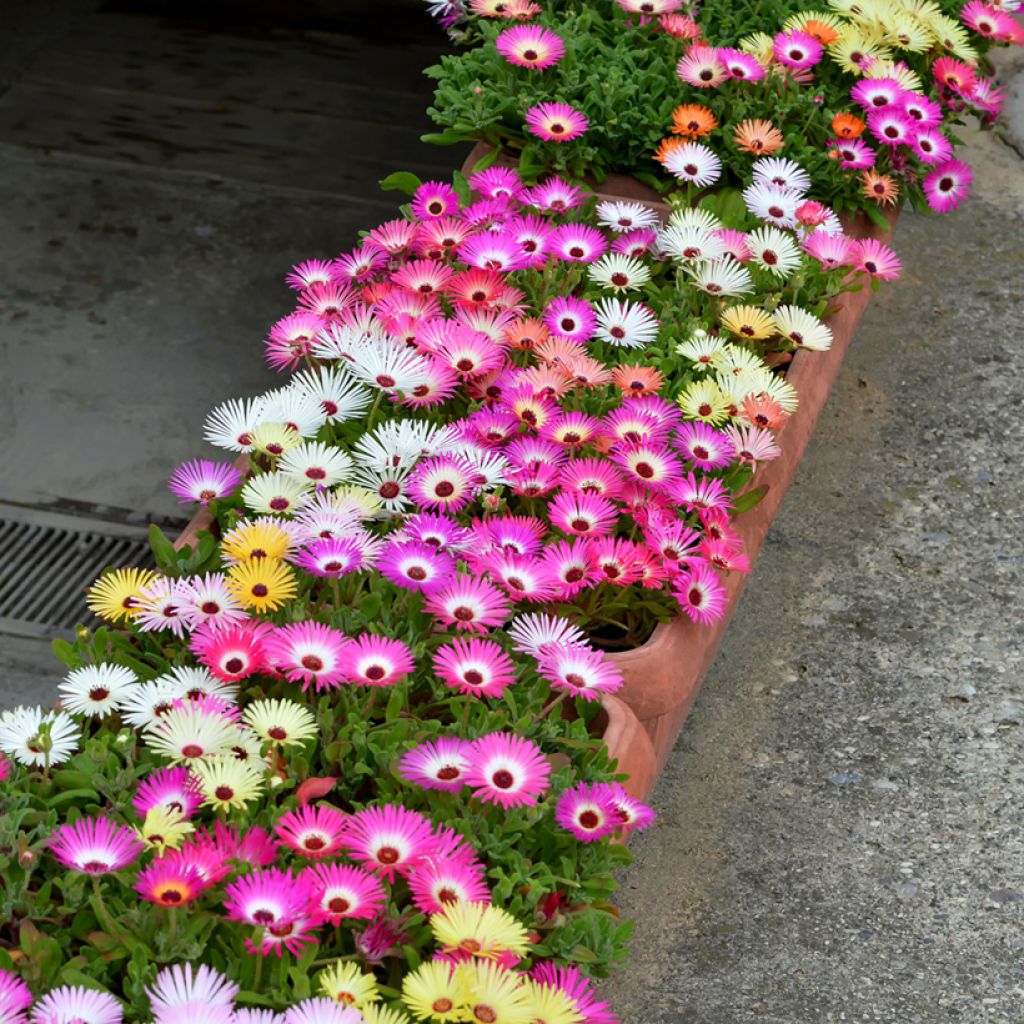 Graines de Ficoïde tricolore Magic Carpet - Mesembryanthemum