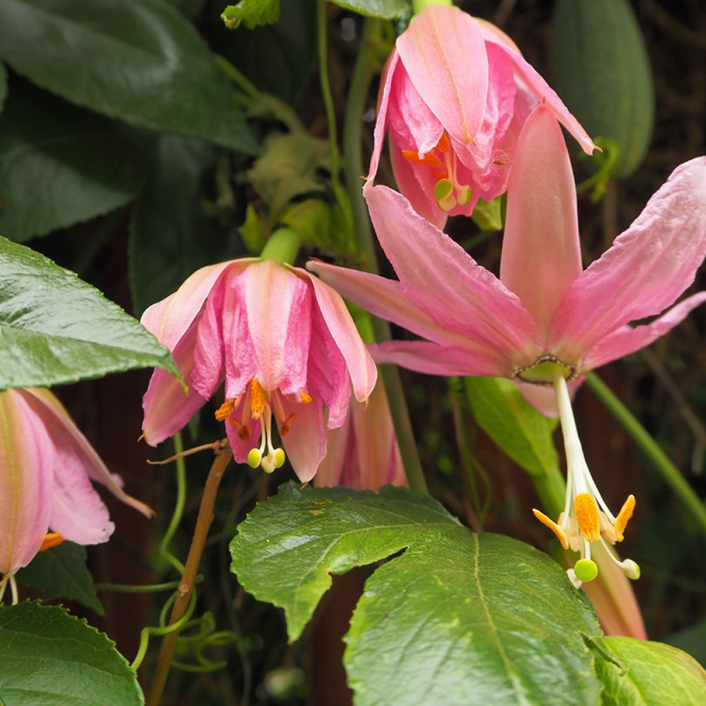 Passiflora tripartita var. mollissima em sementes
