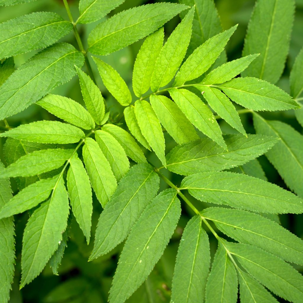 Fraxinus excelsior (zaad) - Gewone es