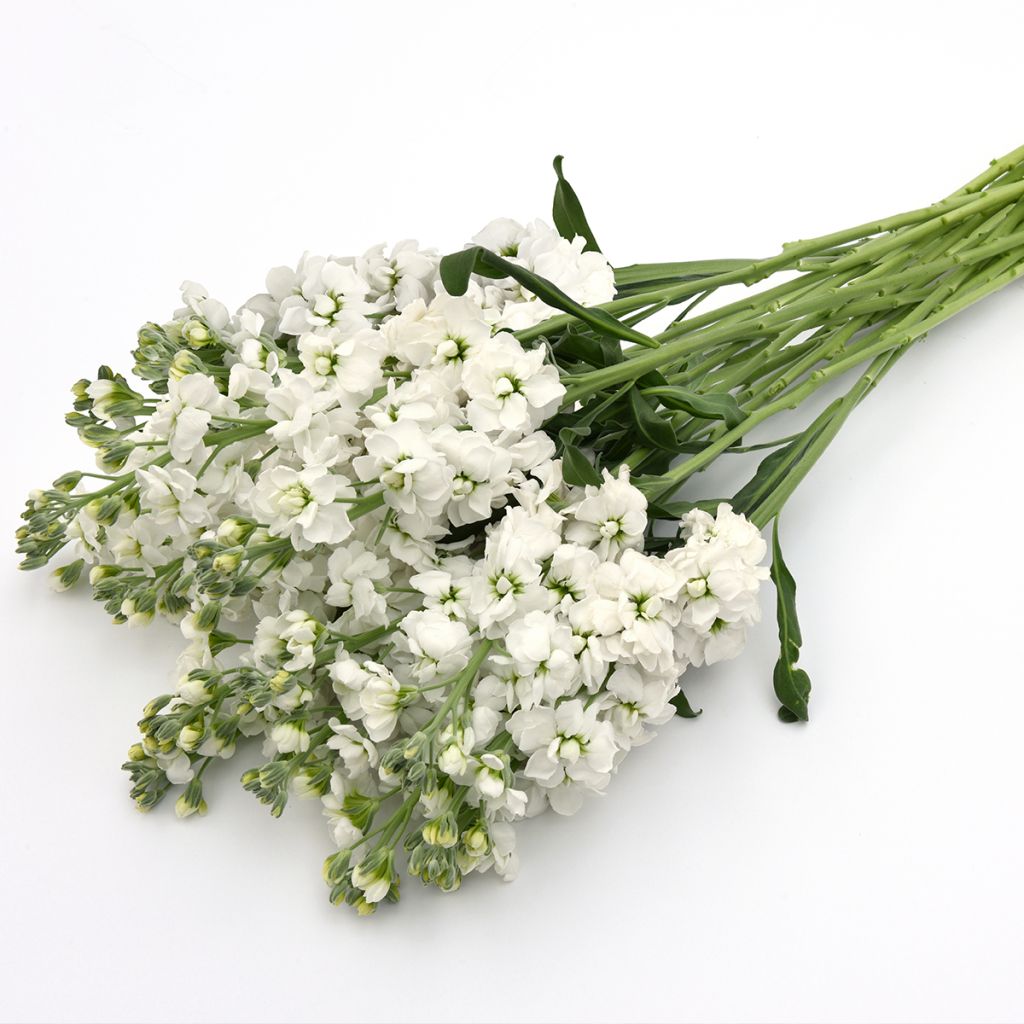 Matthiola incana Katz Hi double White em sementes