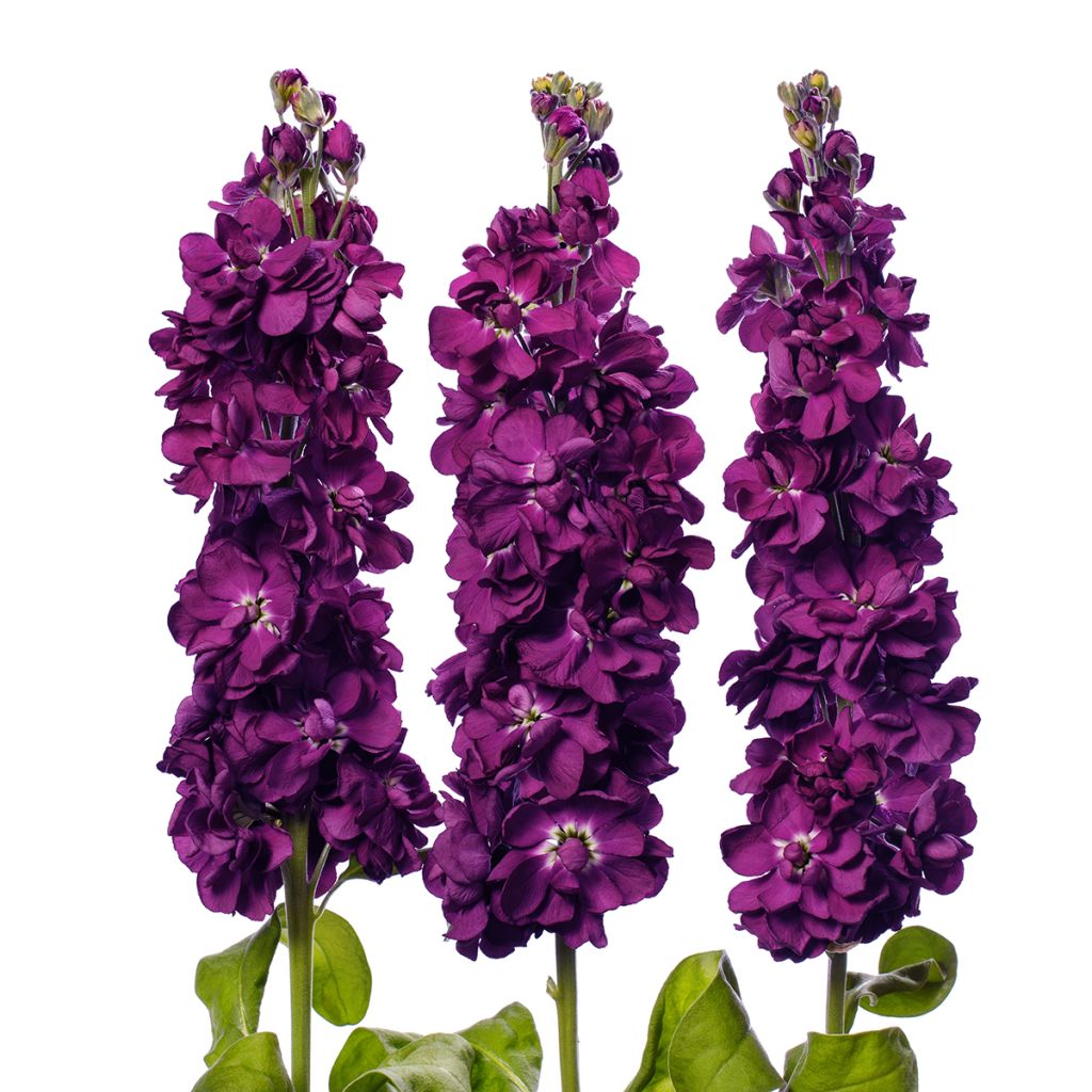 Graines de Giroflée quarantaine Milla Aubergine