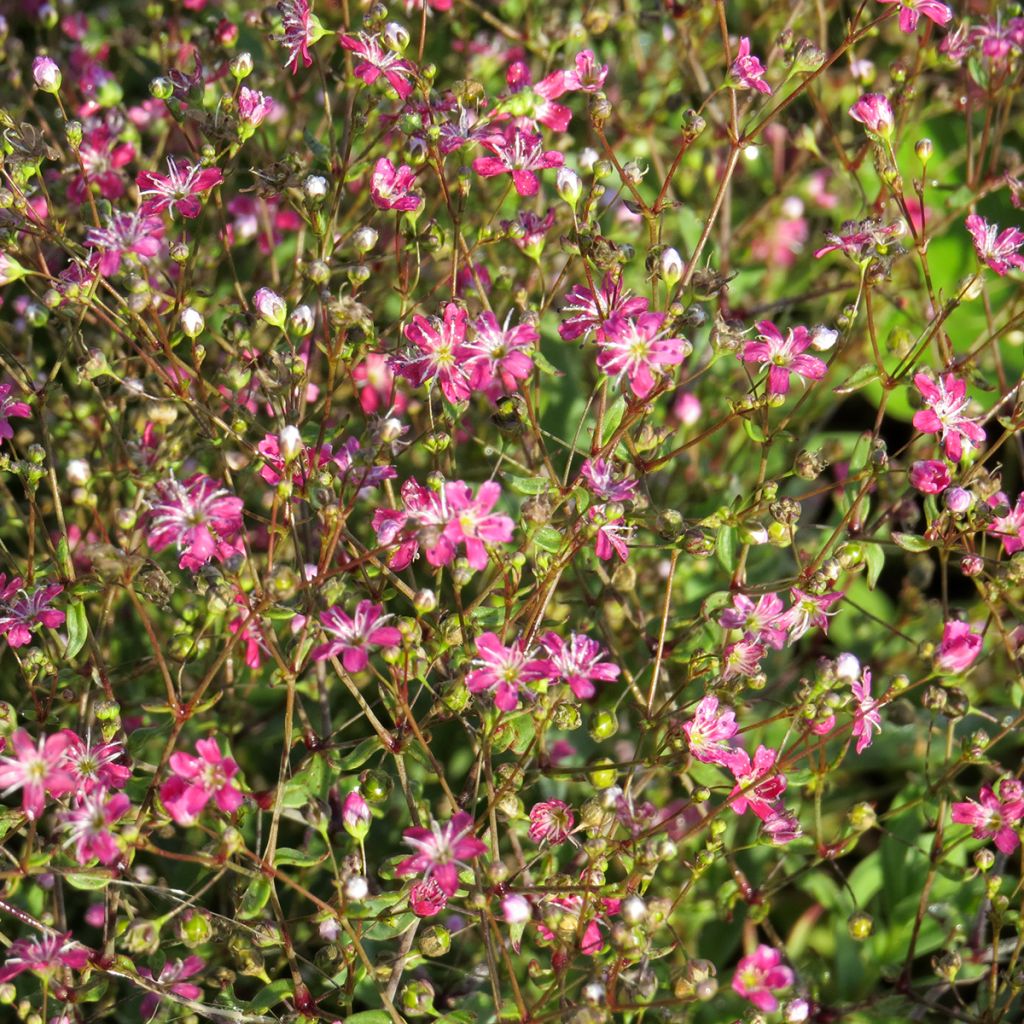 Graines de Gypsophile elegans Kermesina