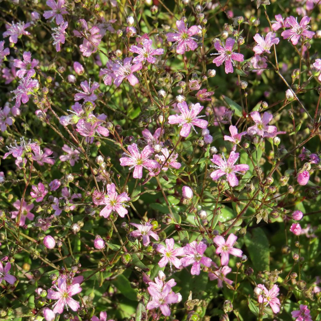 Graines de Gypsophile elegans Rosea