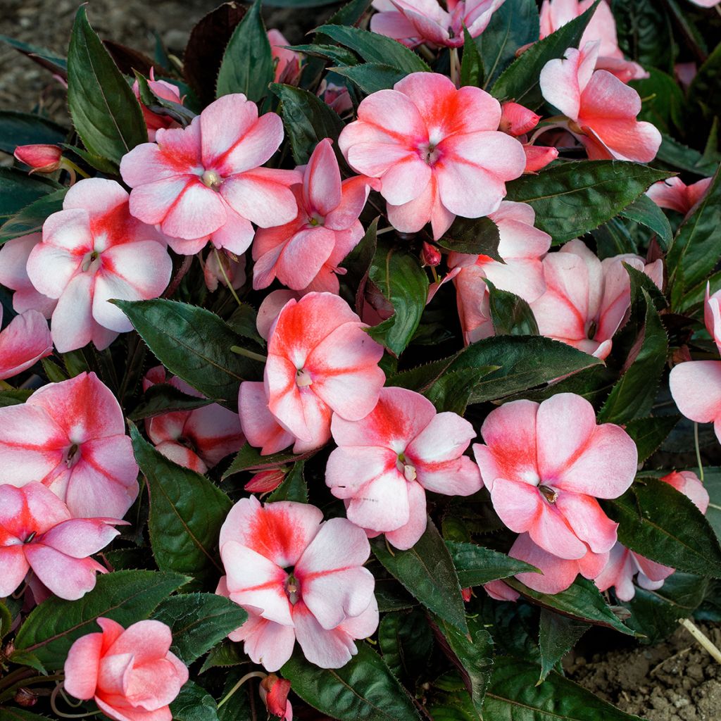 Graines d'Impatiens de Nouvelle-Guinée Florific Sweet Orange