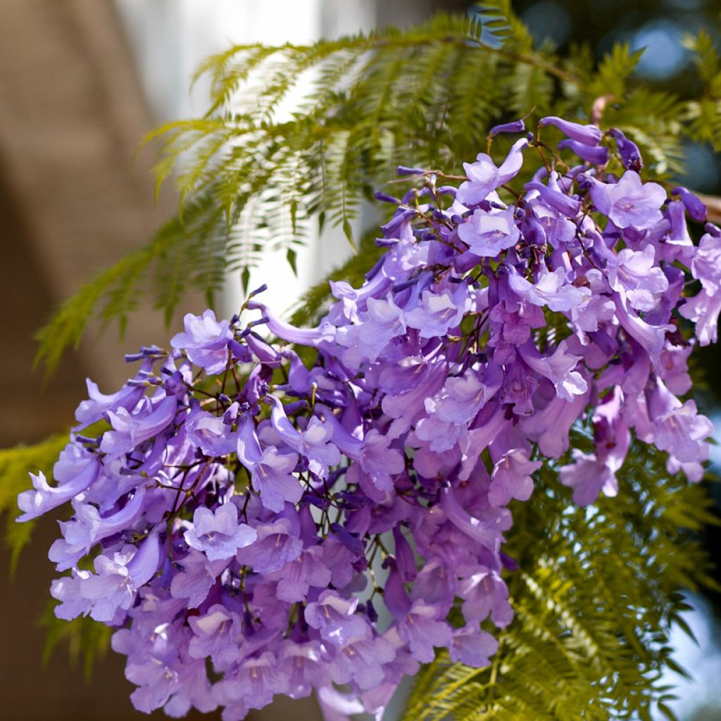 Jacarandá mimosifolia em sementes