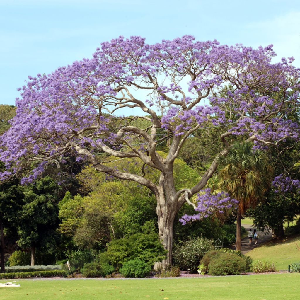 Jacarandá mimosifolia em sementes