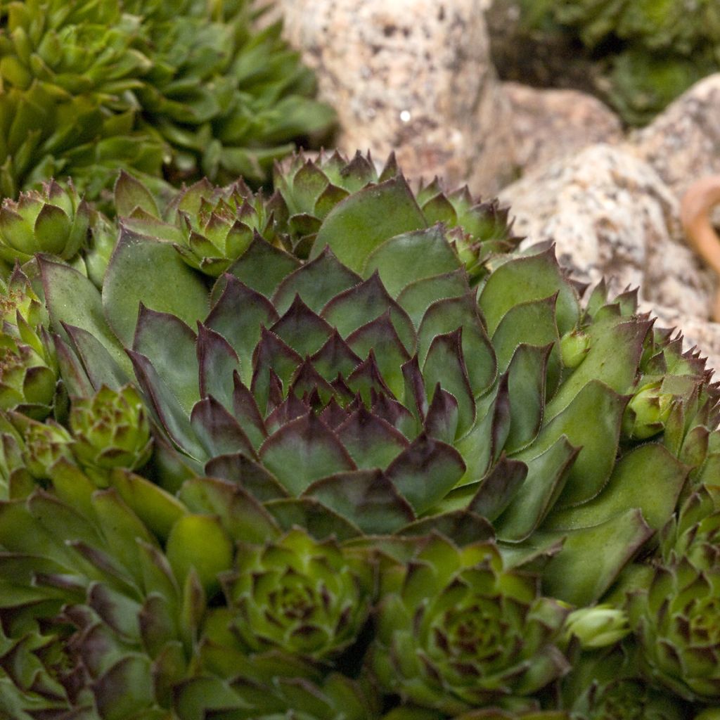 Graines de Joubarbe, Sempervivum Hippie Chicks (graines enrobées)