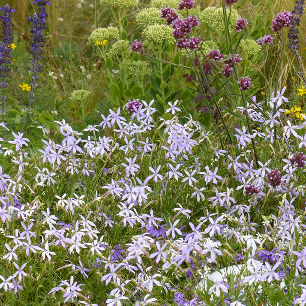 Graines de Laurentia Blue Star (enrobées)