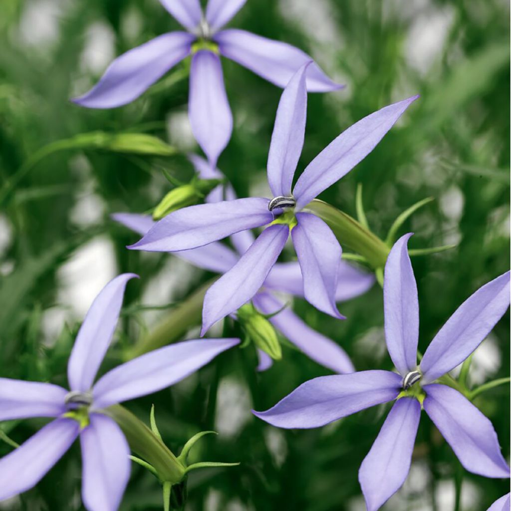 Graines de Laurentia Starshine Blue (enrobées)