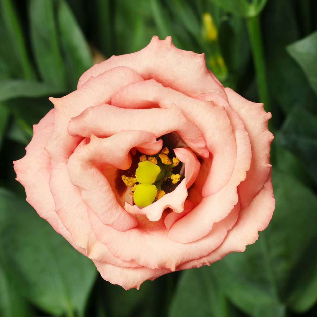 Graines de Lisianthus F1 LisAdora Apricot III (graines enrobées)