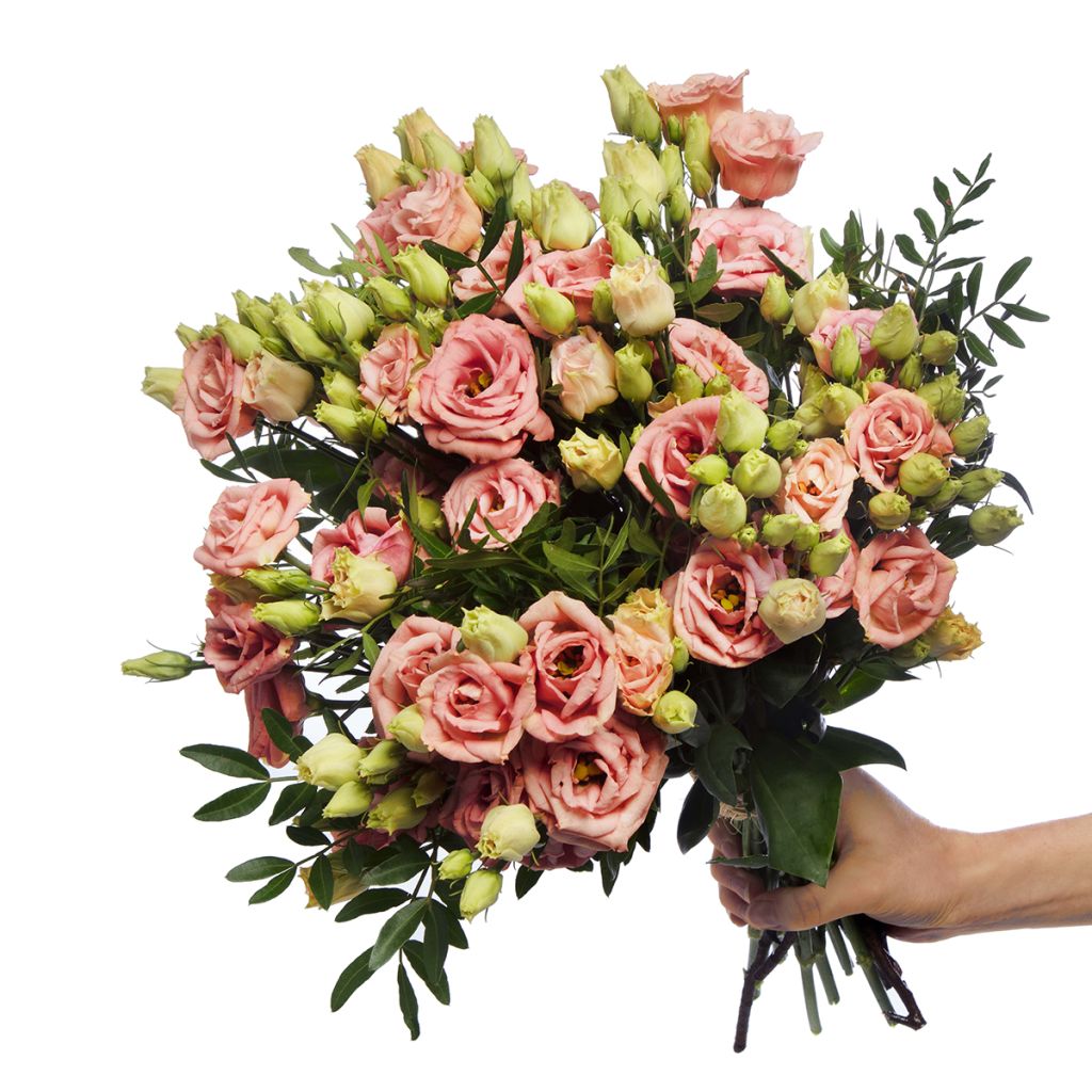 Graines de Lisianthus F1 LisAdora Apricot III (graines enrobées)