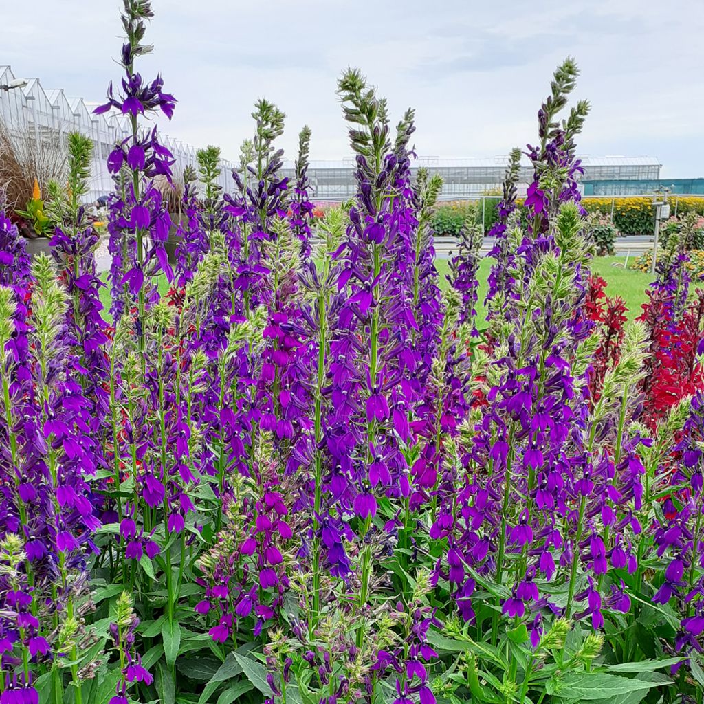 Lobélia speciosa Starship Blue em sementes