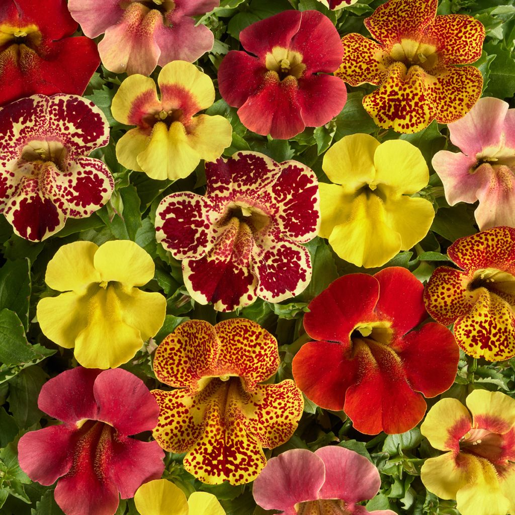 Graines de Mimulus Medius F1 Mix