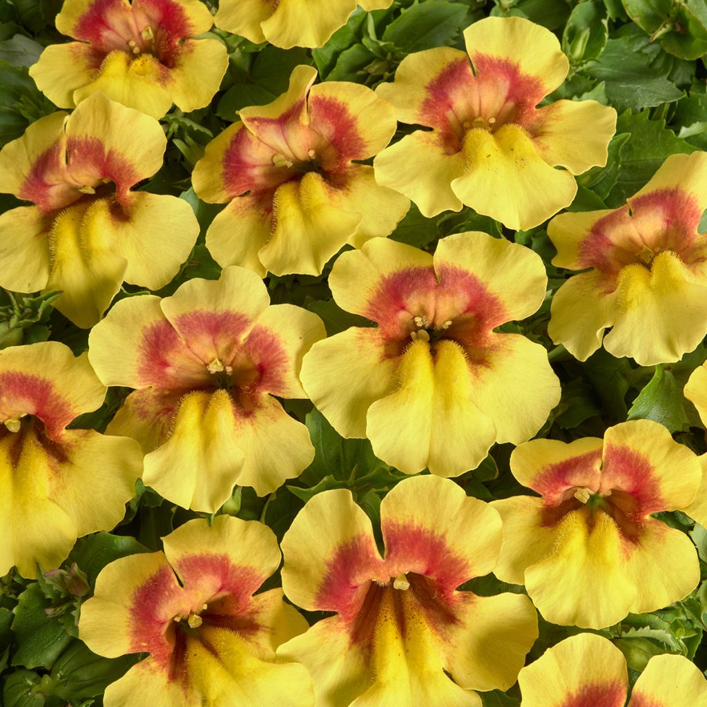 Graines de Mimulus Medius F1 Yellow Bicolour
