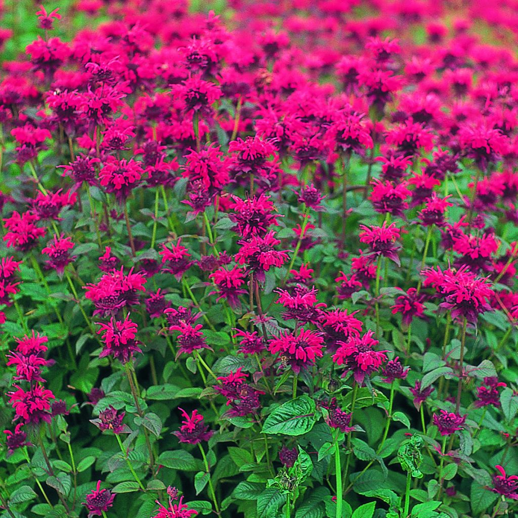 Graines de Monarde didyma Panorama Red Shades - Bergamote