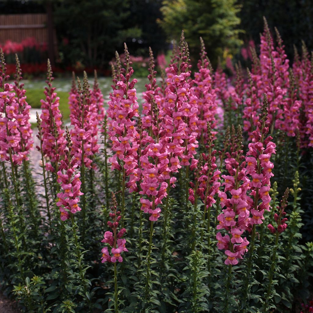Graines de Muflier Rocket Rose Shades - Antirrhinum majus