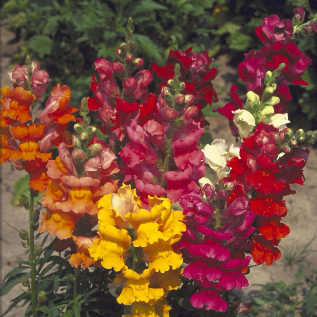 Graines de Muflier demi nain Majestic Mix - Antirrhinum majus