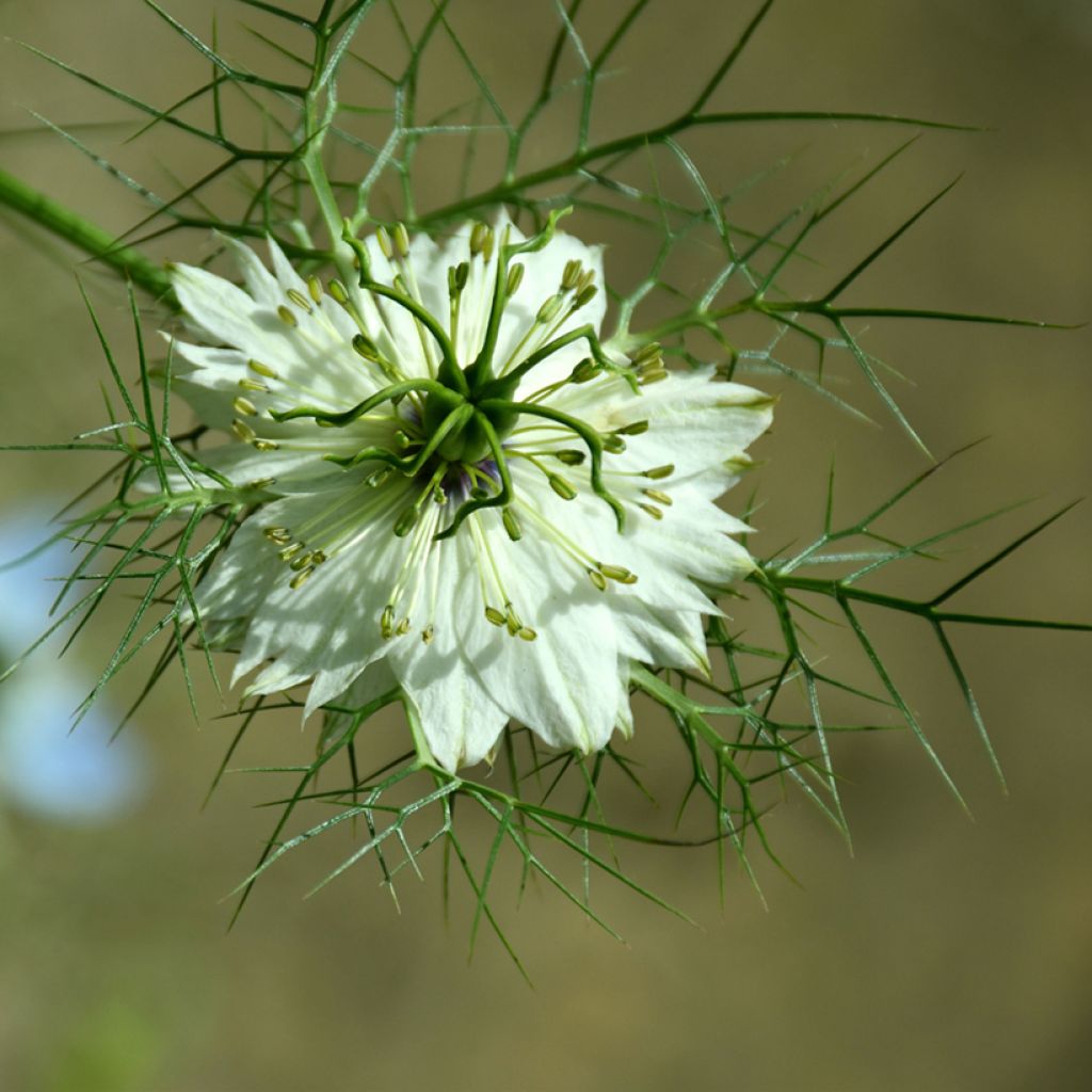 Graines de Nigelle de Damas Green Pod BIO