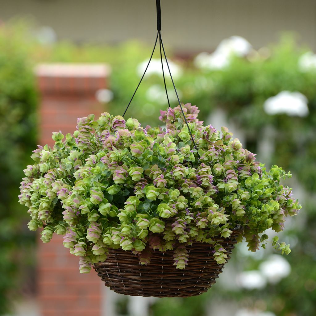 Graines d'Origan rotundifolium Kirigami (graines enrobées)