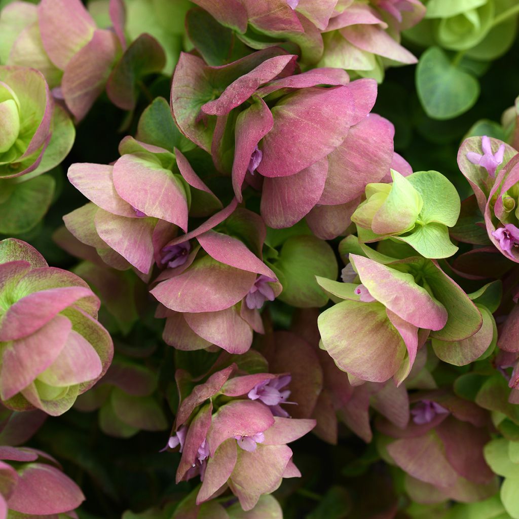 Graines d'Origan rotundifolium Kirigami (graines enrobées)
