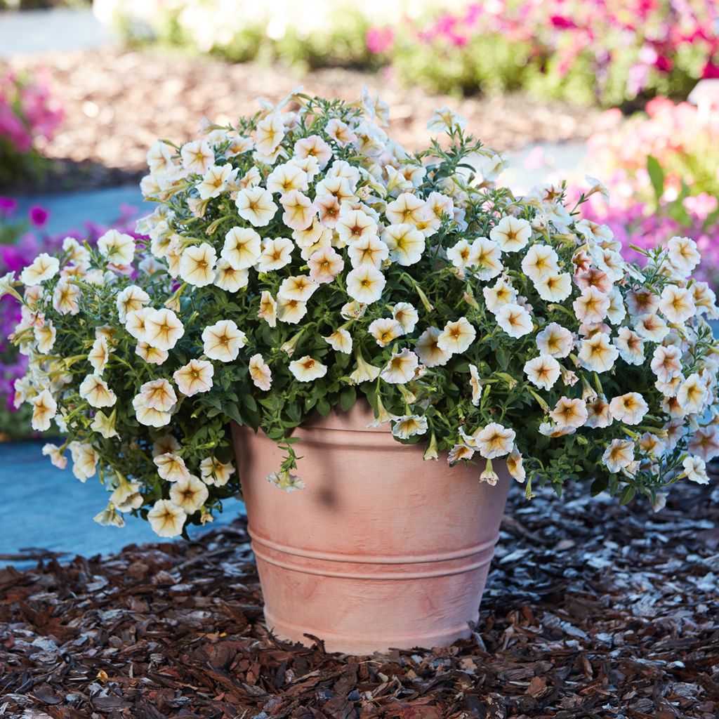 Graines de Pétunia Ingrid F1 (enrobées)