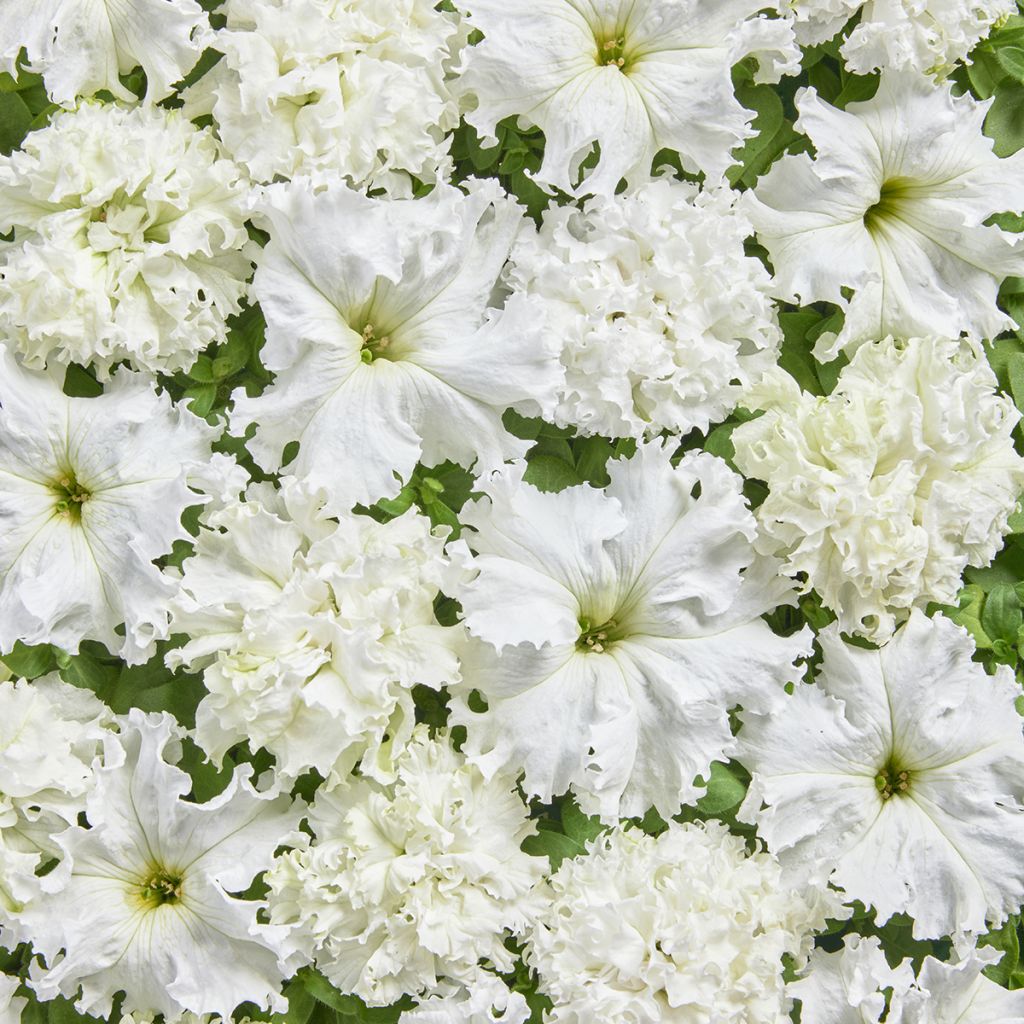 Graines de Pétunia fimbriata White Double (enrobées)
