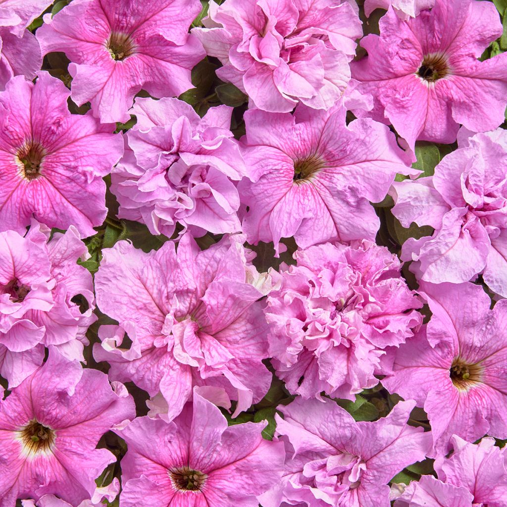 Graines de Pétunia grandiflora Peace (1947) (enrobées)
