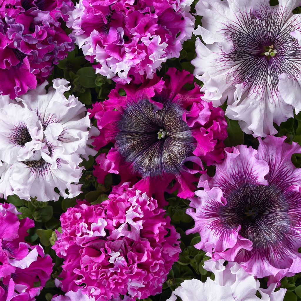 Graines de Pétunia grandiflora Superbissima Cerny's Triumph (graines enrobées)