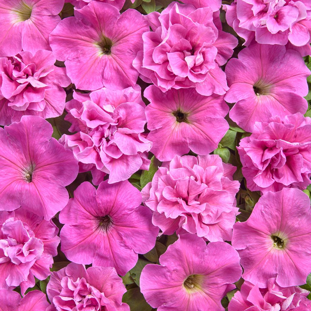 Graines de Pétunia multiflora Rosa Bonheur (enrobées)