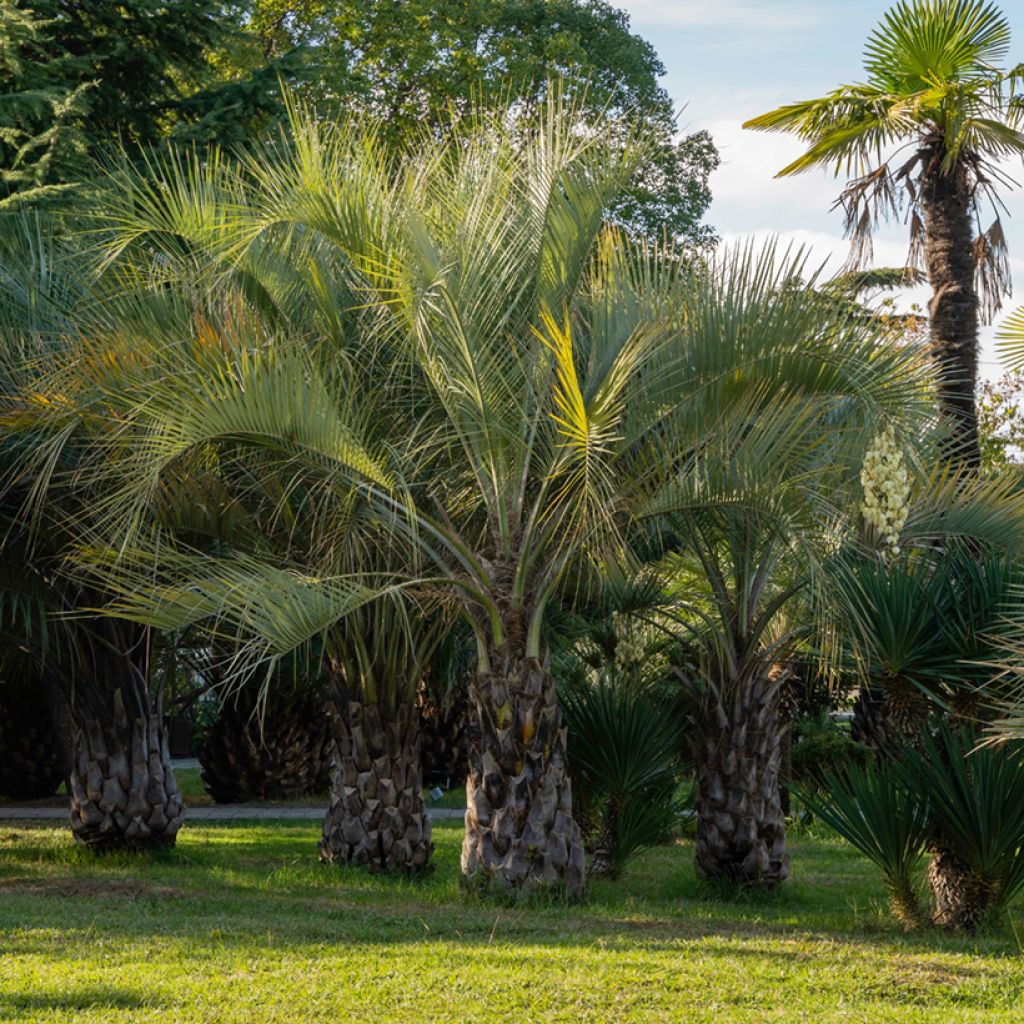 Butia capitata em sementes
